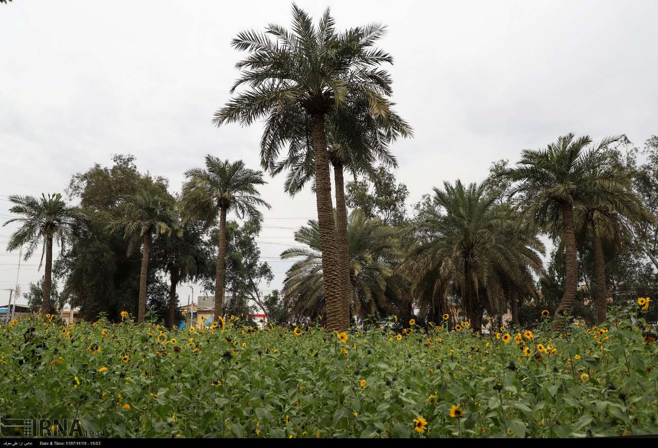 پرورش گل آفتابگردان