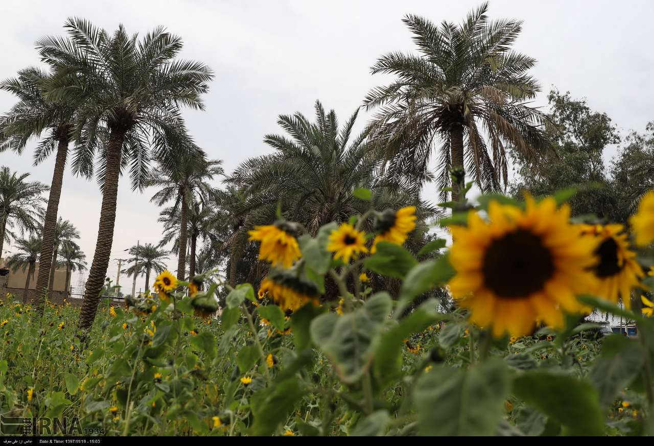 پرورش گل آفتابگردان