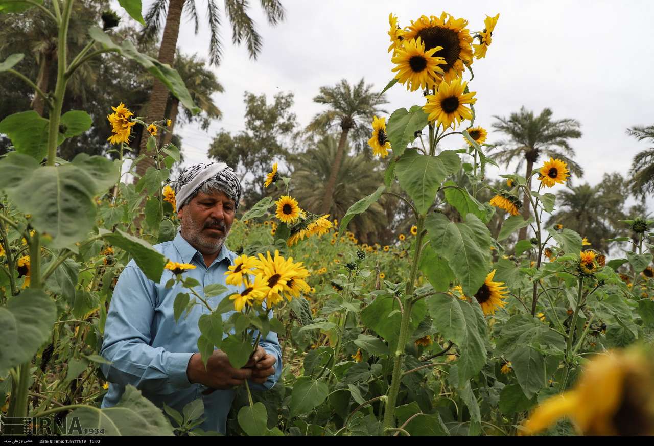 پرورش گل آفتابگردان