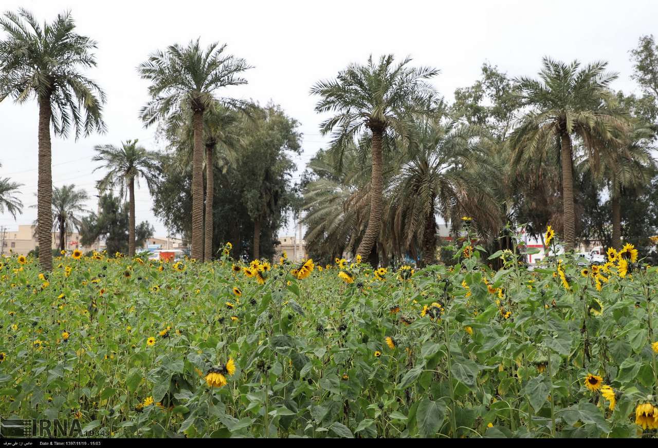 پرورش گل آفتابگردان